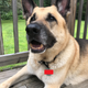 Saggio, a 9-year-old German shepherd, stares at his owner who he thinks has a treat when, in fact, it’s a dead bug.